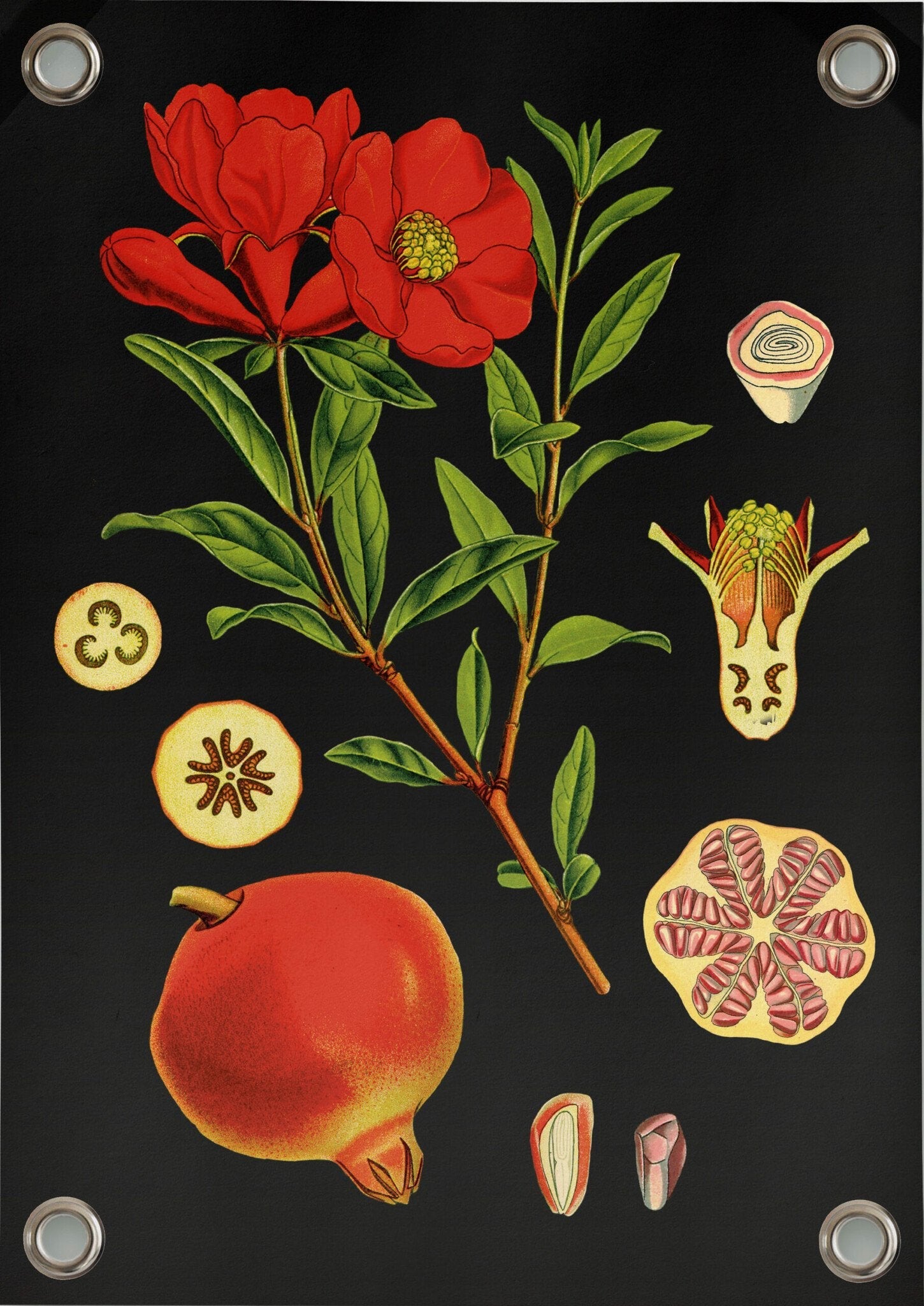 VM | Tuinposter botanisch granaatappel