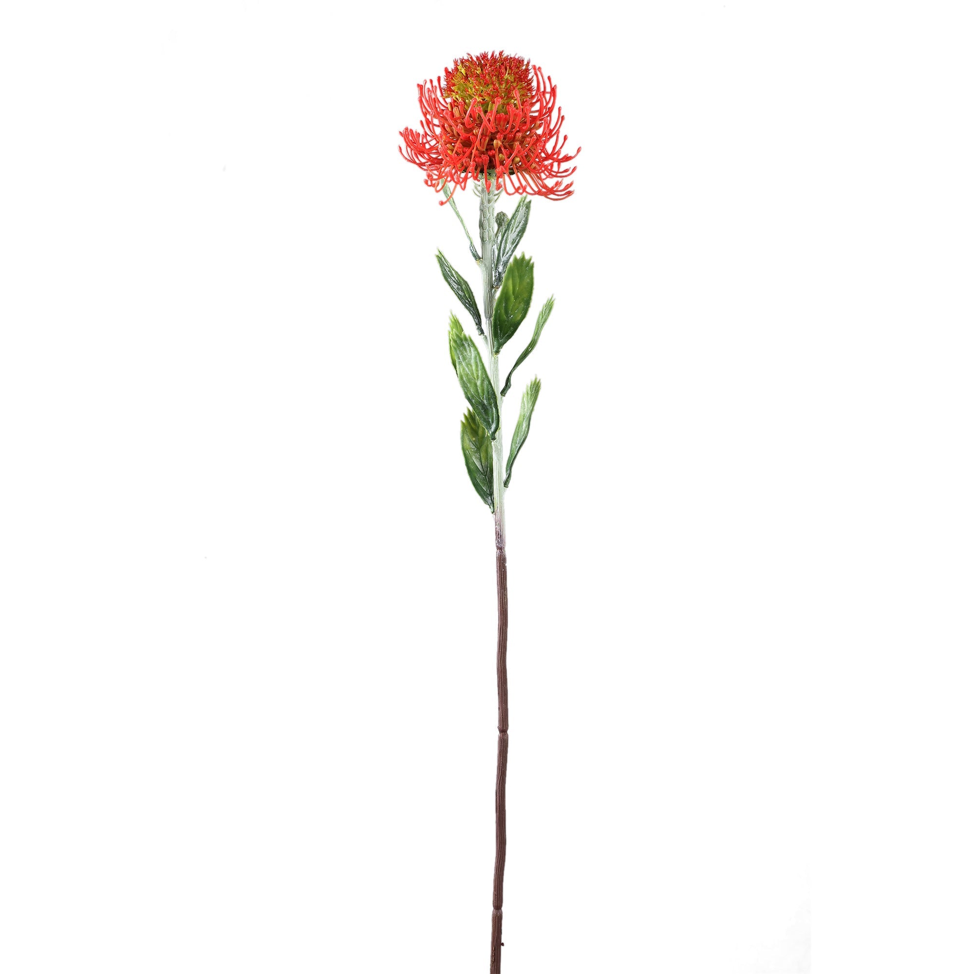 PTMD | Protea rood