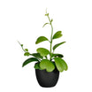Selected By | Kunstplant hoya 35cm
