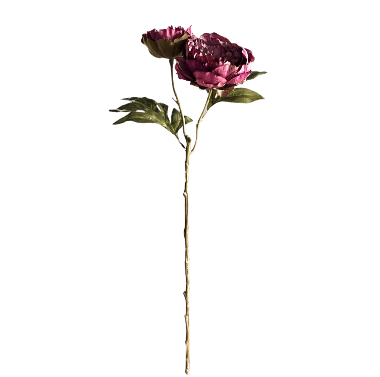 Selected by | Peony double dark purple 60cm