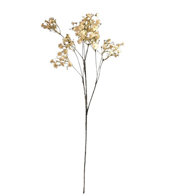 Selected by | Gypsophila off white 70cm