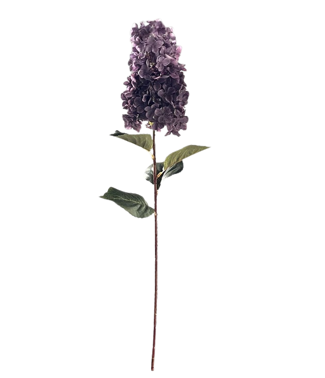 Selected by | Hydrangea paniculata aubergine 90cm