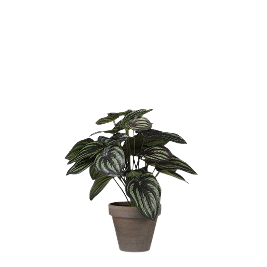 Selected by | Peperomia in pot 24cm