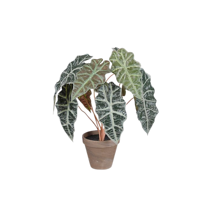 Selected by | Alocasia in pot 44cm