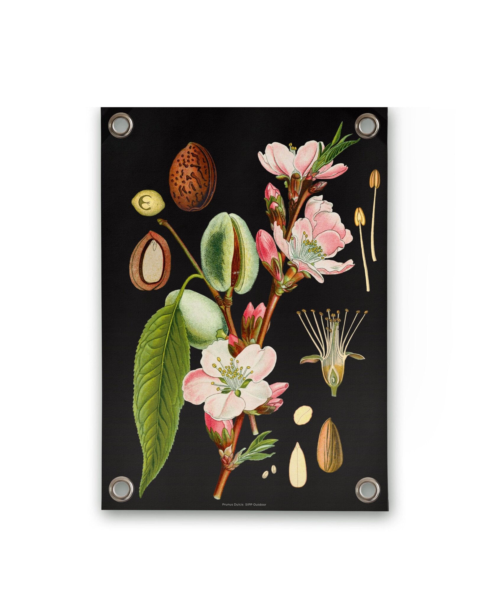VM | Tuinposter botanisch amandel