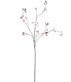 Selected by | Rose bush orange 125cm