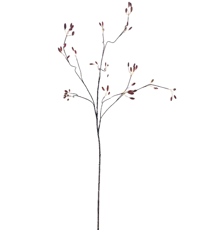 Selected by | Rose bush orange 125cm