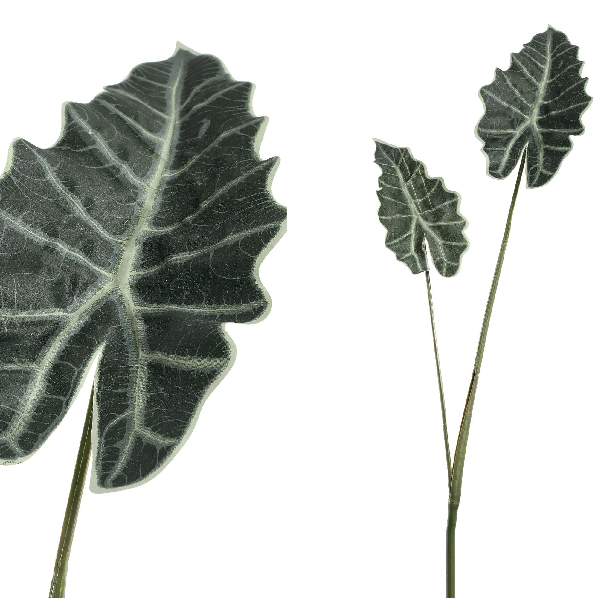 PTMD | Alocasia groen