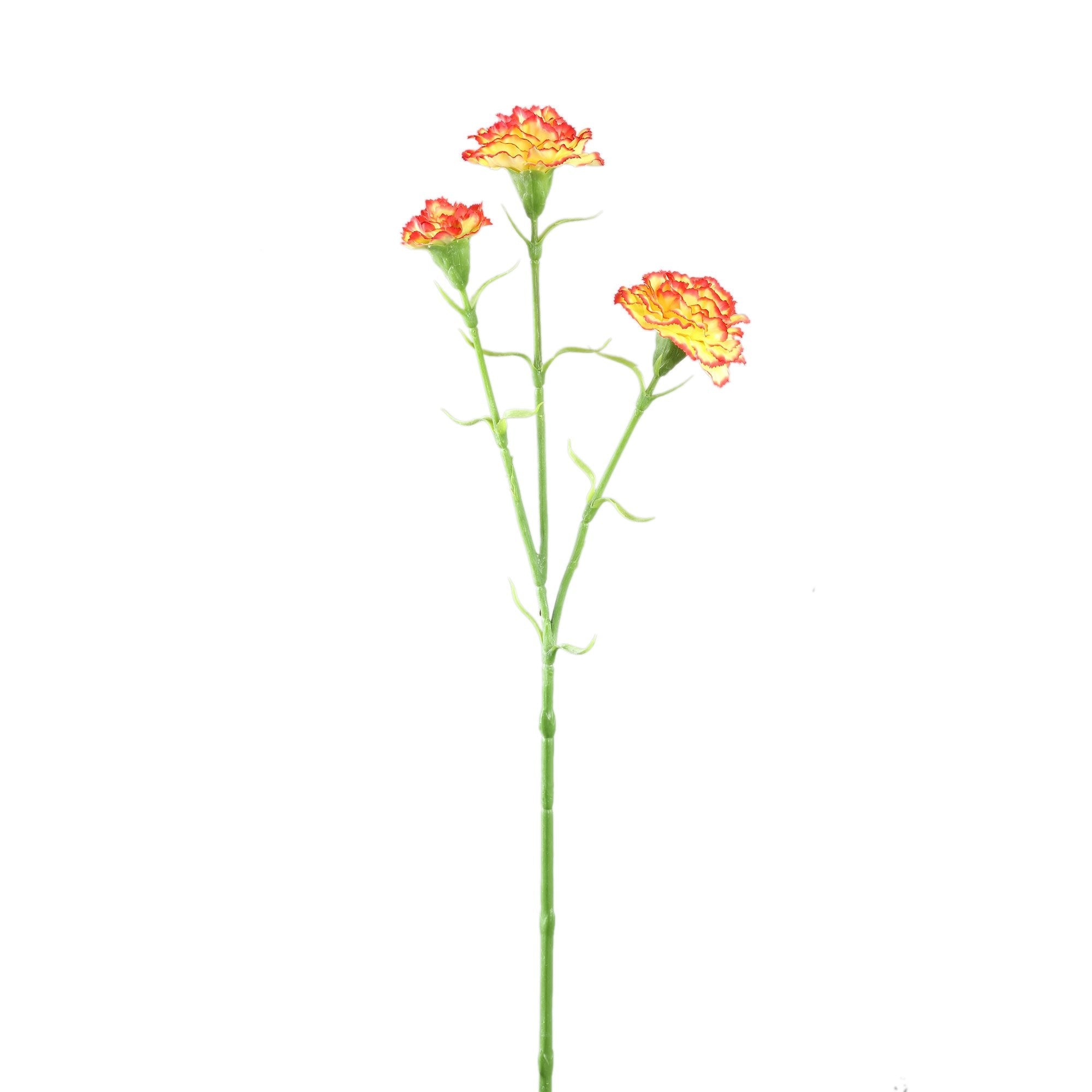 PTMD | Anjer oranje
