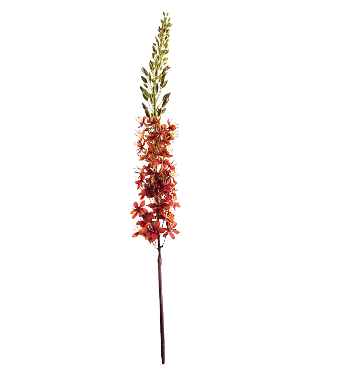 Selected by | Eremurus orange 110cm