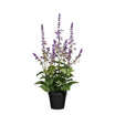 Selected By | Kunstplant coleus paars 43cm