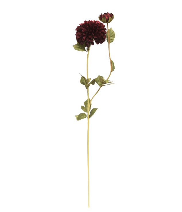 Selected by | Dahlia claret 80cm