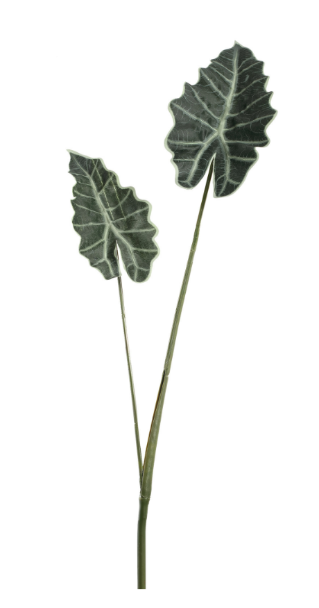 PTMD | Alocasia groen