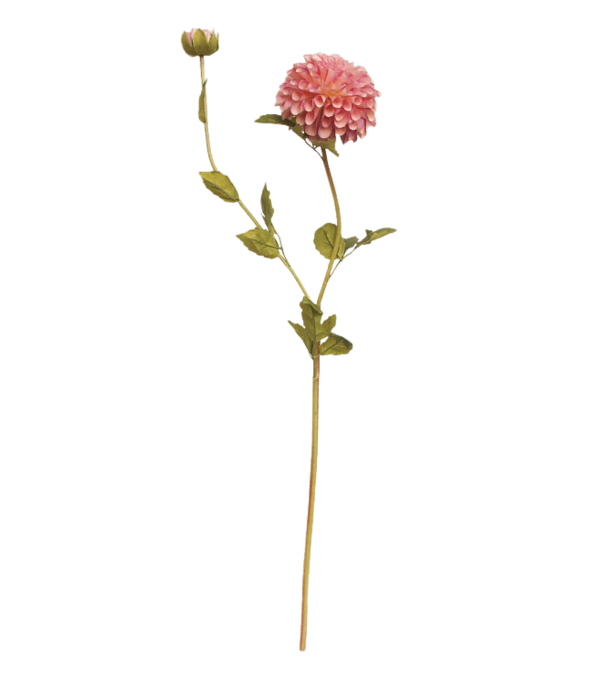 Selected by | Dahlia fading purple 80cm