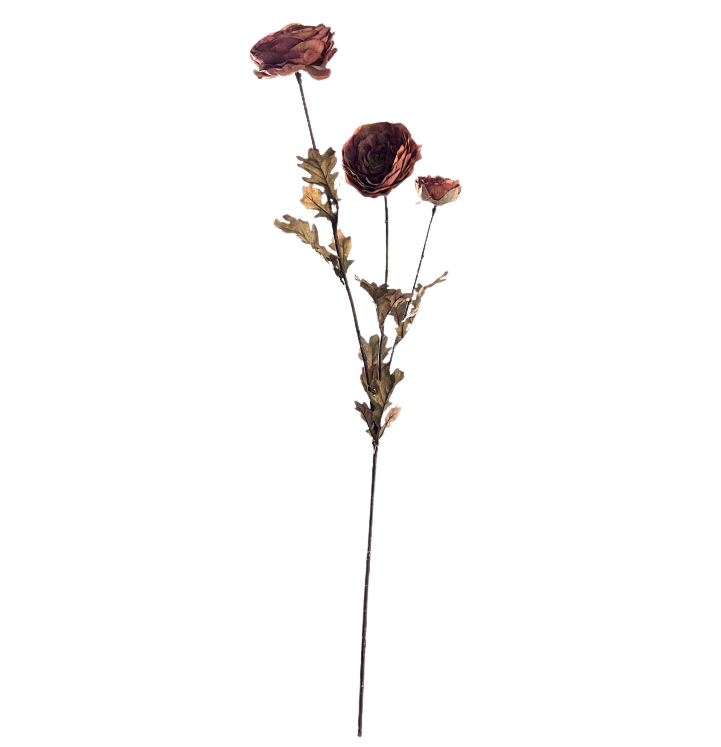 Selected by | Ranunculus grande brown 90cm