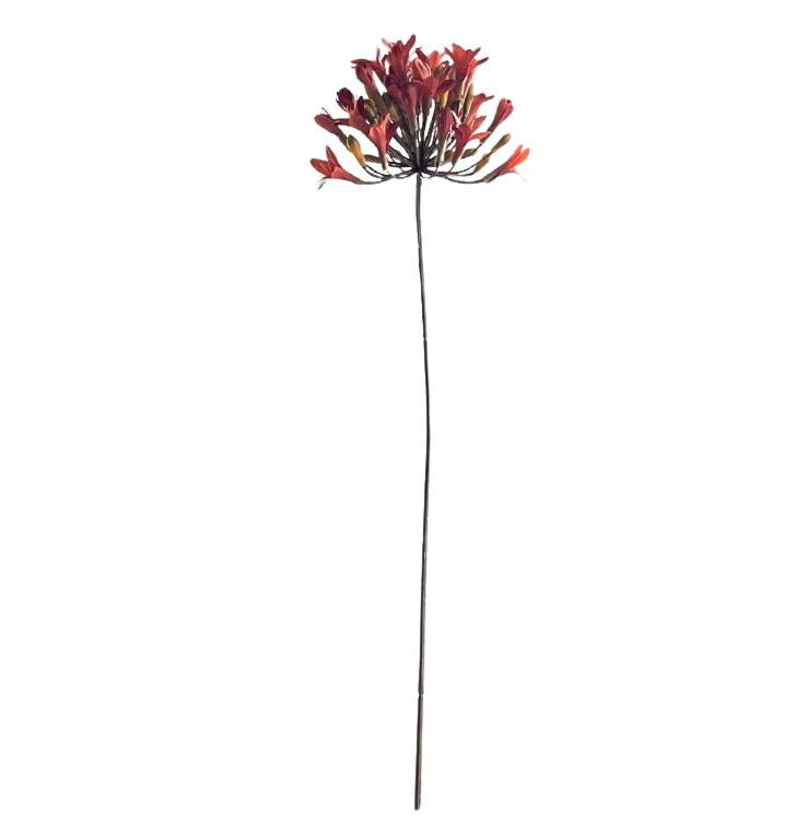 Selected by | Agapanthus vintage orange