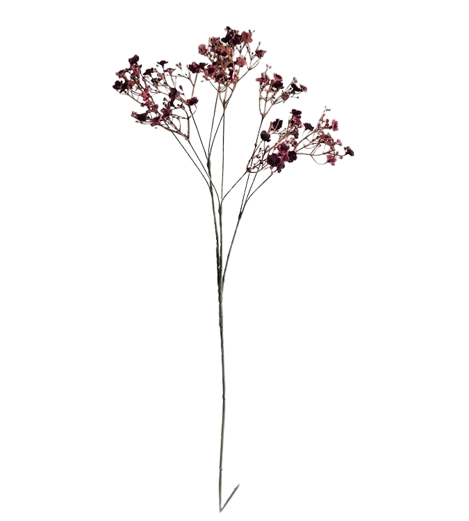 Selected by | Gypsophila burgundy 70cm