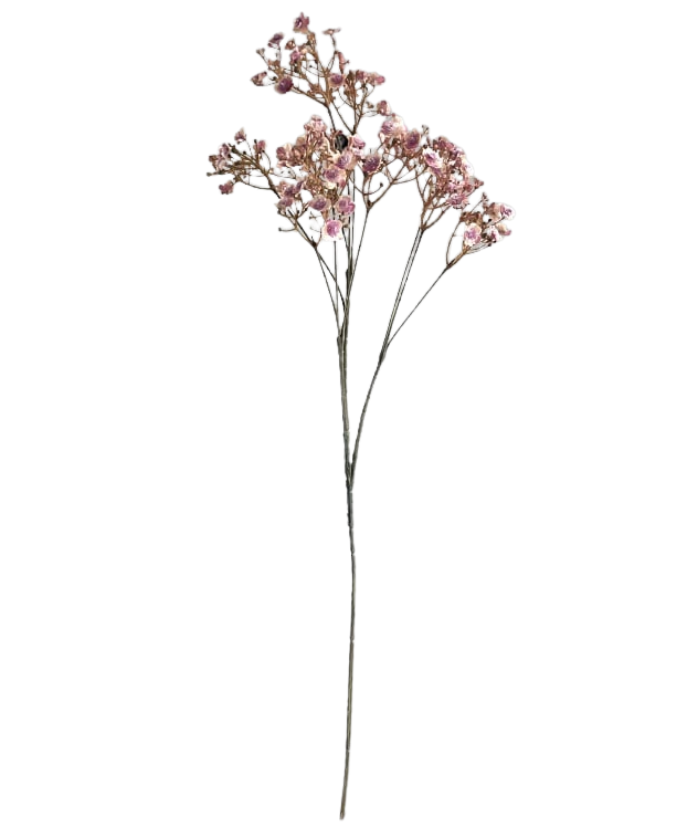 Selected by | Gypsophila ant. pink 70cm